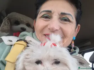 Maltese cani MALTESINI TOY - Annuncio 1