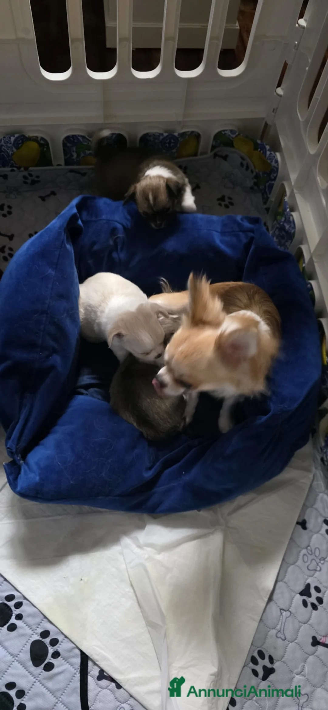 Chihuahua cani in vendita: Cuccioli di chihuahua disponibili - Annuncio 2