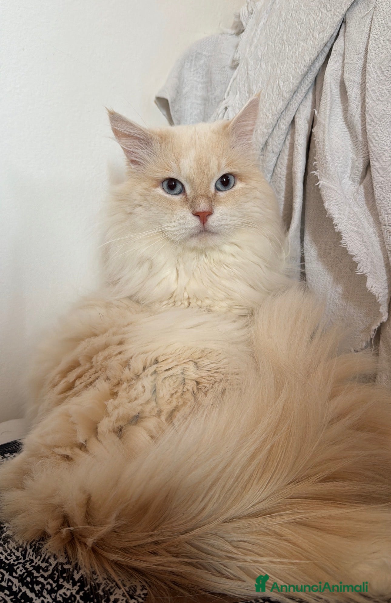 Siberiano gatti Gatto siberiano disponibile per Monta con Pedigree - Annuncio 1