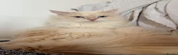 Siberiano gatti per accoppiamento: Gatto siberiano disponibile per Monta con Pedigree a Provincia di Verona - Annuncio 1