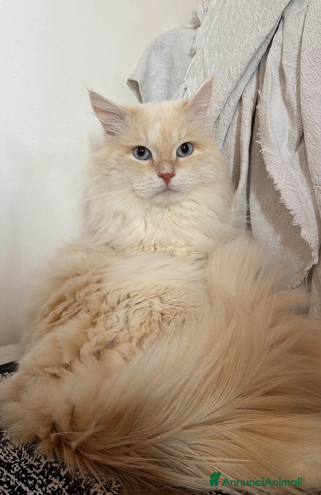 Siberiano gatti per accoppiamento: Gatto siberiano disponibile per Monta con Pedigree a Provincia di Verona - Annuncio 1