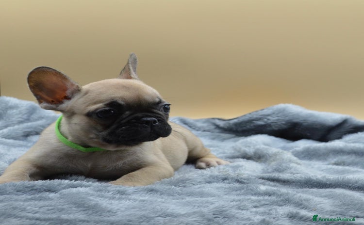 Bulldog Francese cani - Annuncio 5