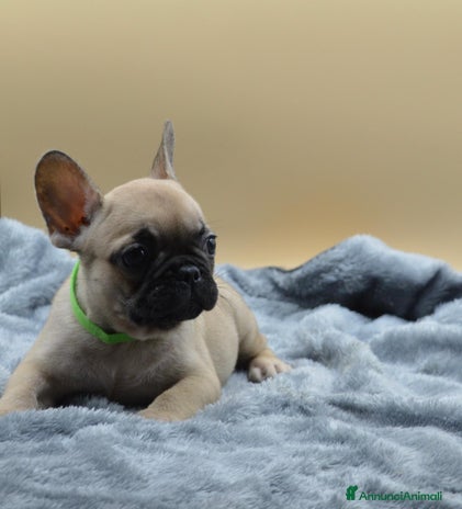 Bulldog Francese cani Bouledogue Francese con pedigree - Annuncio 6