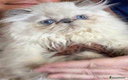 Persiano gatti in vendita: Vendesi SPLENDIDO PERSIANO PURO, 5 mesi di vita. a Provincia di Caserta - Immagine 2