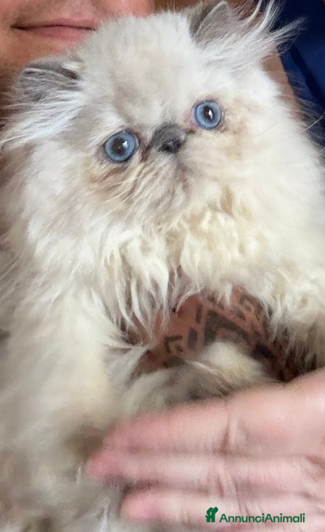 Persiano gatti in vendita: Vendesi SPLENDIDO PERSIANO PURO, 5 mesi di vita. a Provincia di Caserta - Immagine 2