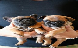 Bulldog Francese cani in vendita: Bulldog francese  a Provincia di Ascoli Piceno - Immagine 12
