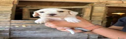 Setter Inglese cani in vendita: Cuccioli setter inglese  - Annuncio 5