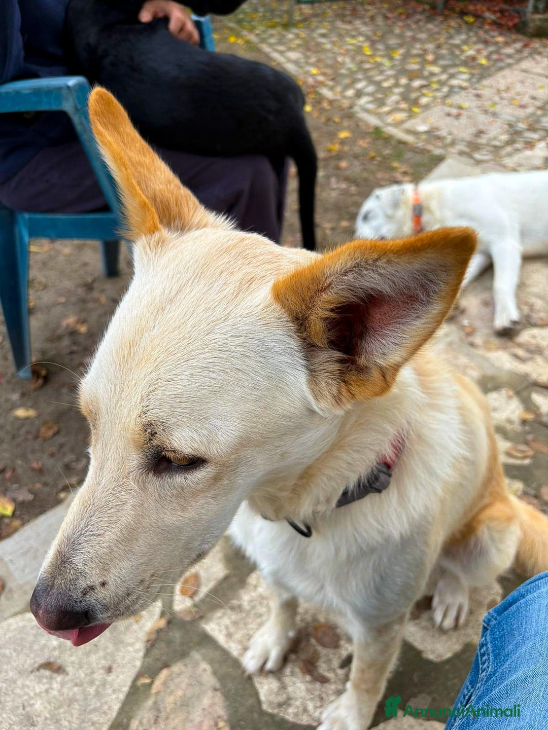 Meticcio cani in regalo: ROMEO 💙 -  vi farà innamorare! Energia pura! - Annuncio 10