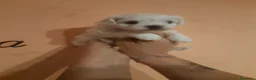 Maltese cani in vendita: Maltesina toy a Provincia di Bergamo - Annuncio 3