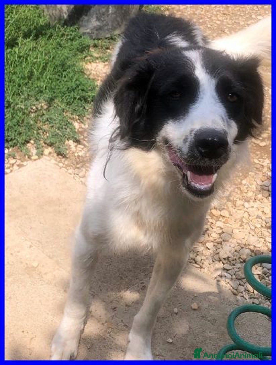 Meticcio cani in regalo: PETRUX meraviglioso patatone buono con tutti! - Annuncio 6