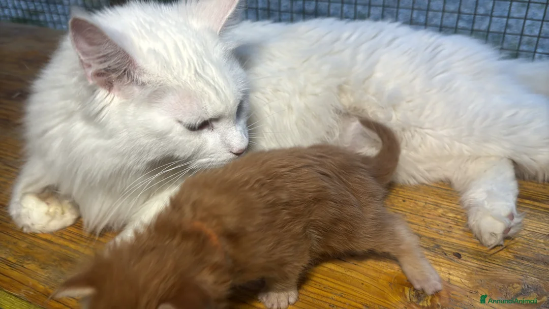 Maine Coon gatti in vendita: Maschio manto rosso maine coon AustinXHvitt Lys  - Annuncio 2