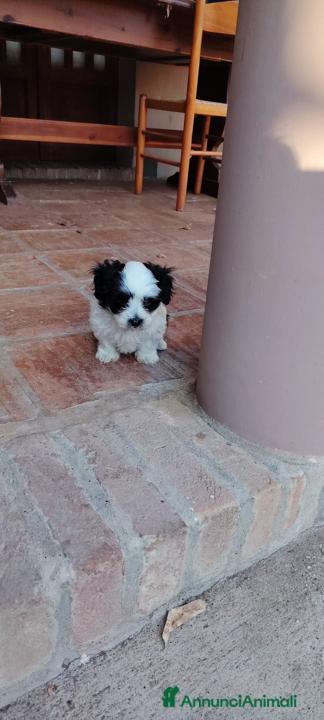 Meticcio cani in vendita: 2 femmine e 2 maschi - Annuncio 4