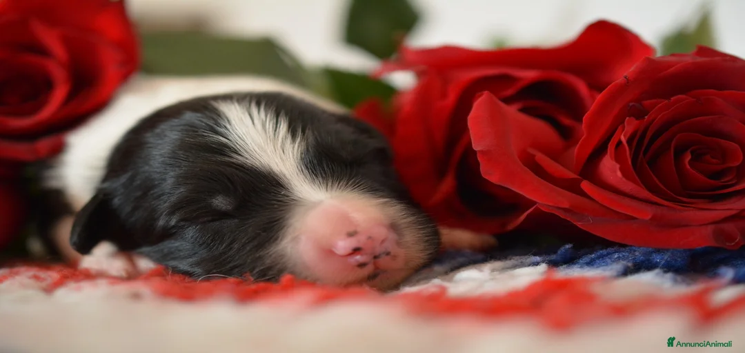 Immagine della galleria {{count}}