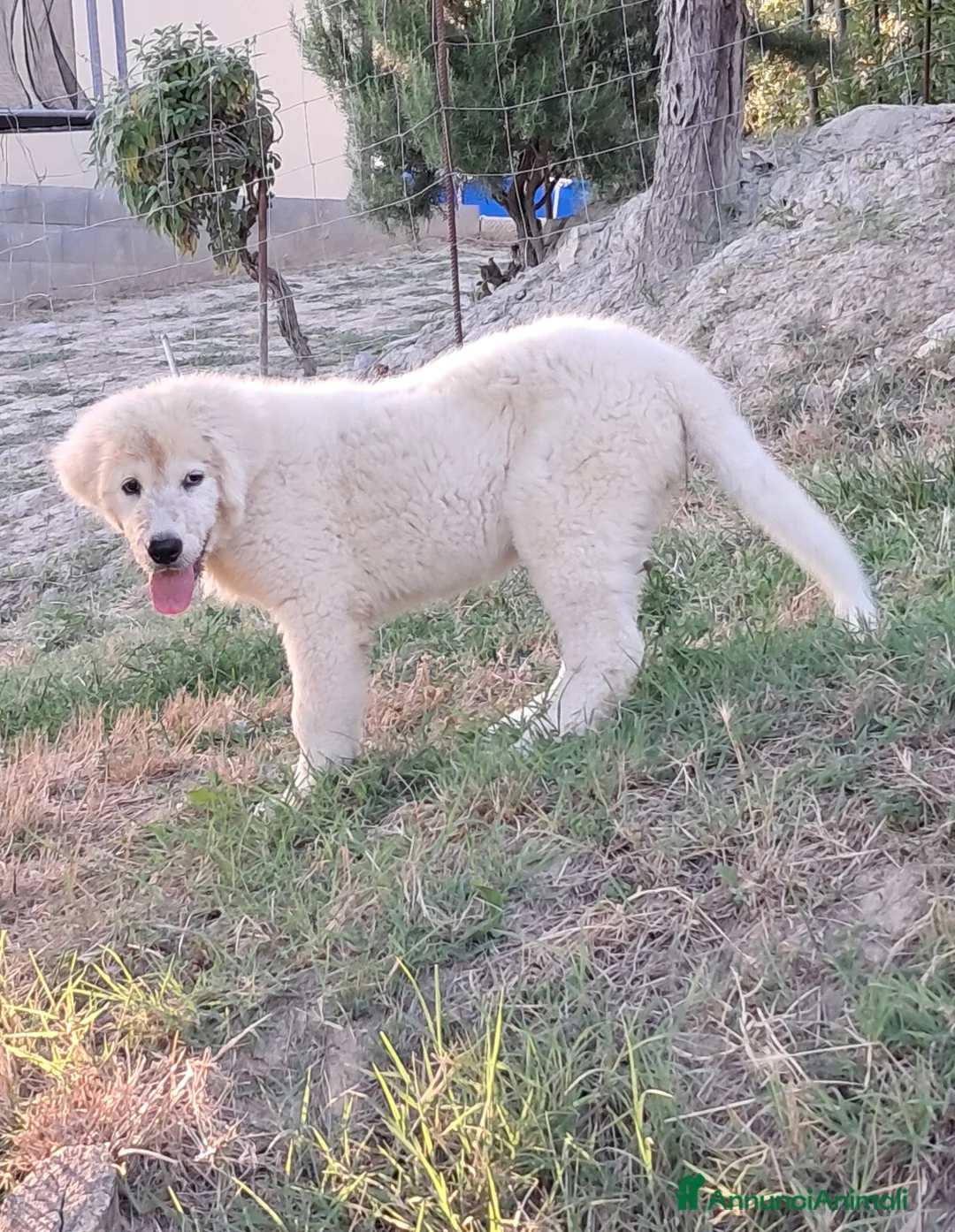 Pastore Maremmano cani in vendita: spettacolari cuccioli di Pastore marem. Abruzzese  - Annuncio 8