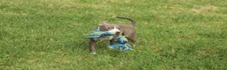 Pitbull cani in vendita: Cuccioli di Pit Bull anche a rate - Annuncio 21