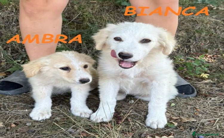 Meticcio cani a Città Metropolitana di Torino - Annuncio 8