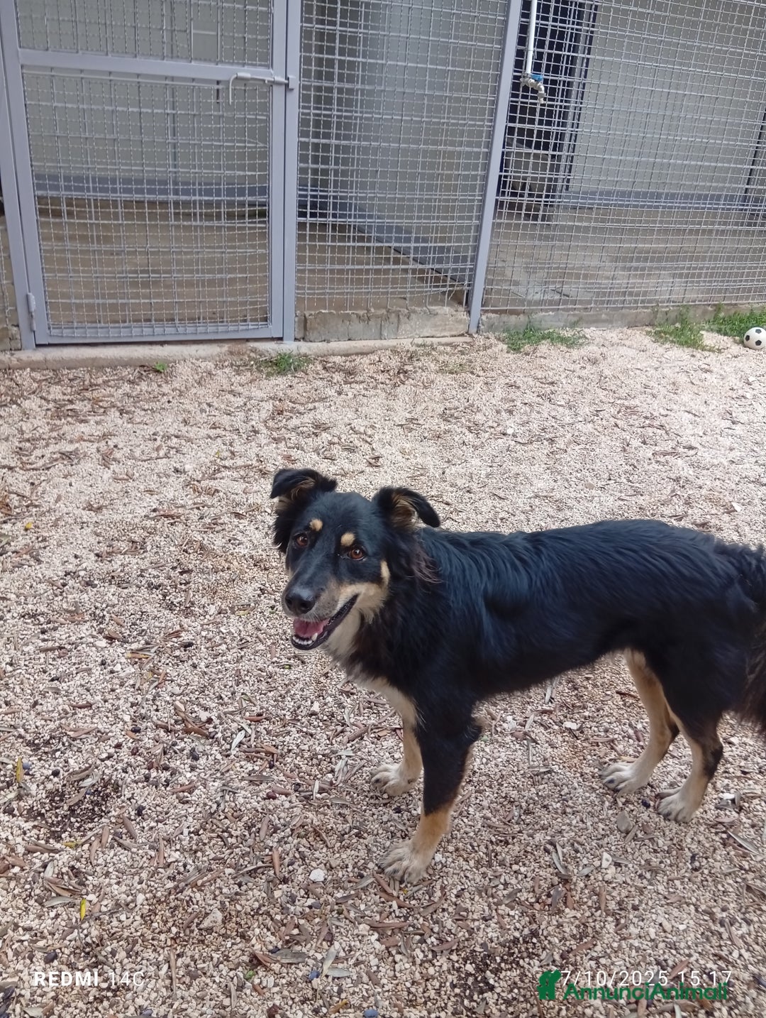 Meticcio cani in regalo: Eden 3 anni dal divano alla gabbia  - Annuncio 3