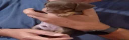 Bassotto cani in vendita: Cucciolo di bassotto tedesco con Pedigree Enci/Fci - Annuncio 3