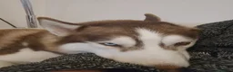 Husky cani per accoppiamento: Trek cerca amore a Provincia di Perugia - Annuncio 4