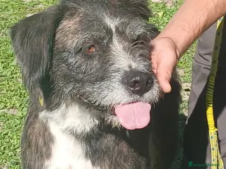 Meticcio cani SASHA ENNESIMA RINUNCIA DI PROPRIETA', IN ADOZIONE - Annuncio 12
