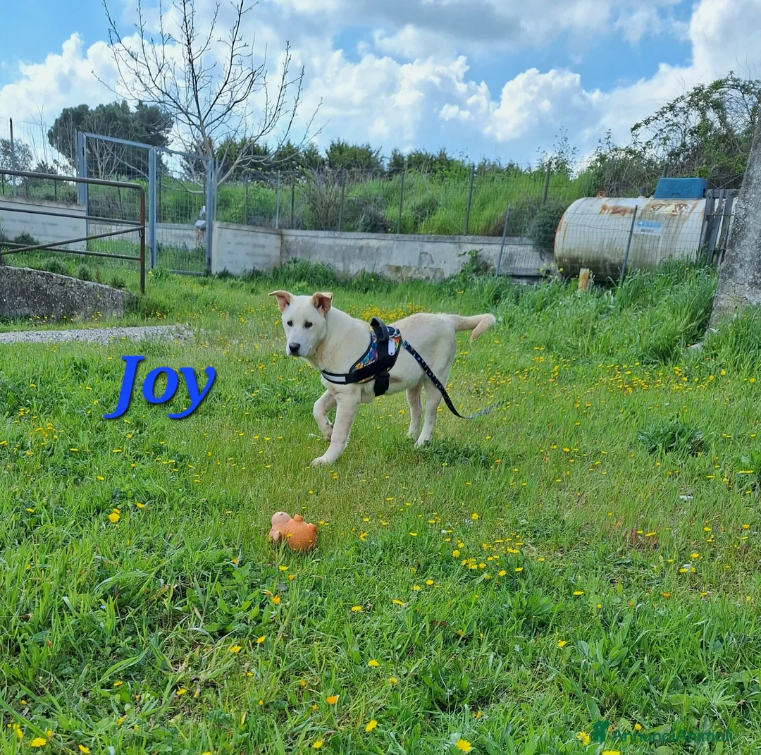 Meticcio cani in regalo: Joy stupendo cucciolo in attesa di una famiglia - Annuncio 2