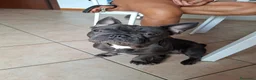Bulldog Francese cani in vendita: Oliver a Città Metropolitana di Bologna - Annuncio 3