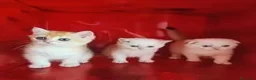 Scottish gatti in vendita: Cuccioli Scottish fold, Scottish striaght pedigree - Annuncio 3