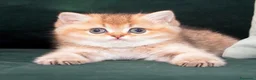 British gatti in vendita: Dolcissimi cuccioli di british shorthair golden - Annuncio 7