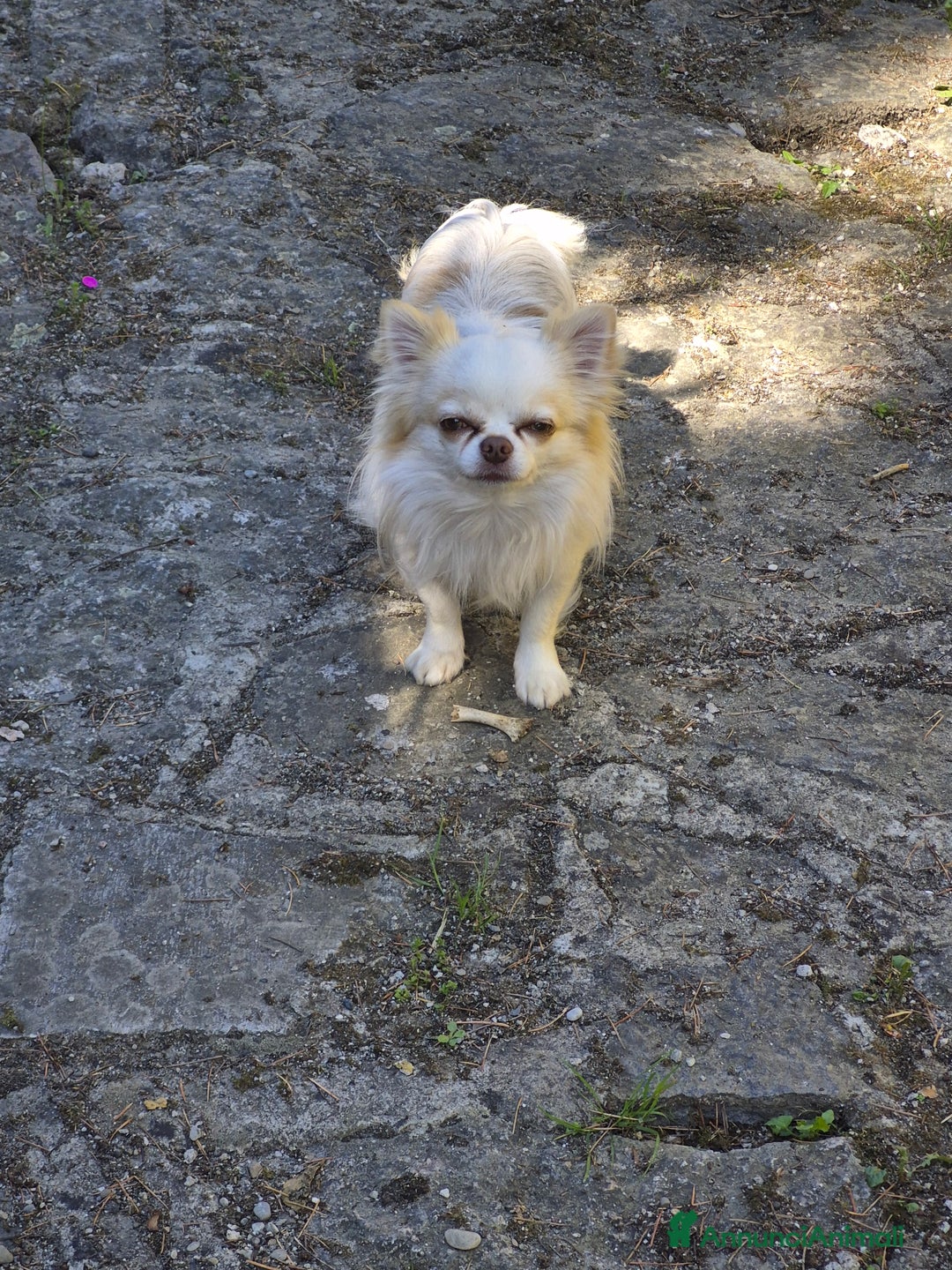 Pechinese cani in vendita: Cercano casa  a Provincia di Massa e Carrara - Immagine 4