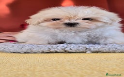 Maltese cani in vendita: Maltese maschietto - Immagine 2