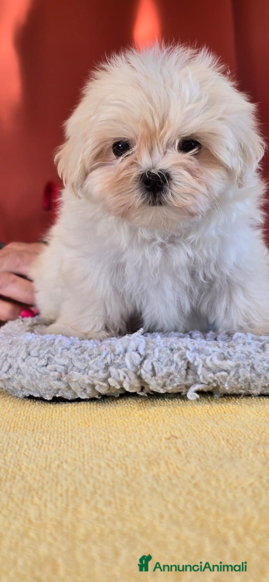 Maltese cani in vendita: Maltese maschietto - Immagine 2