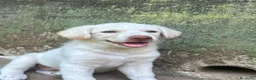 Meticcio cani in regalo: Lumi cerca casa 🏡 - Annuncio 5