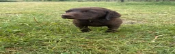 Labrador cani in vendita: Cuccioli Labrador  - Annuncio 13