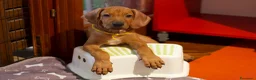 Rhodesian Ridgeback cani in vendita: Cuccioli Rhodesian Ridgeback con Pedigree ENCI - Annuncio 17