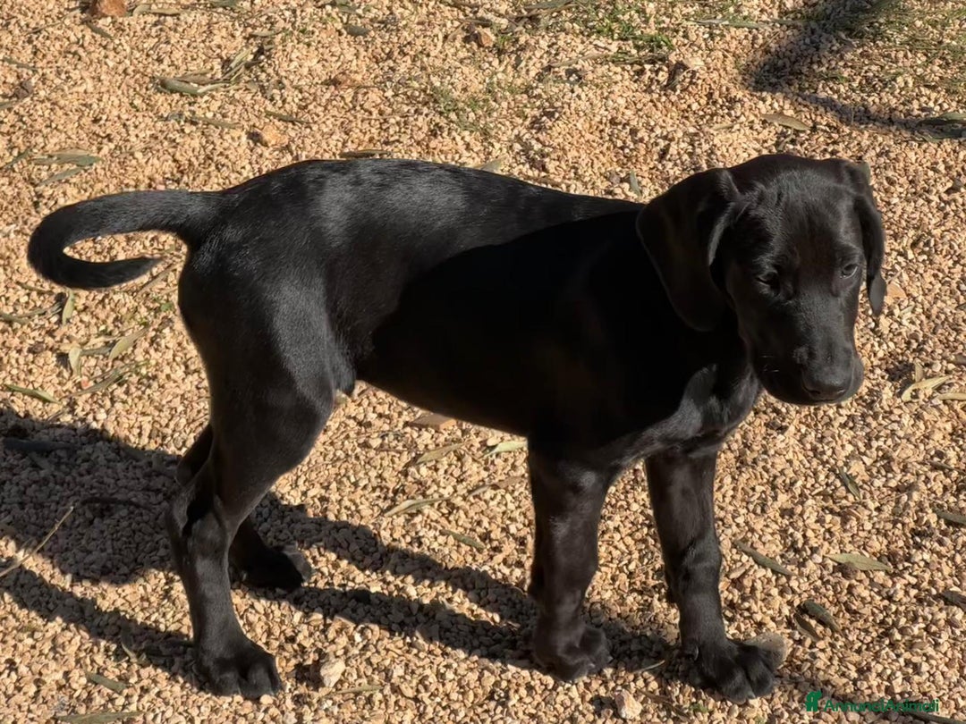 Meticcio cani in regalo: Paco, 3 mesi  - Annuncio 4