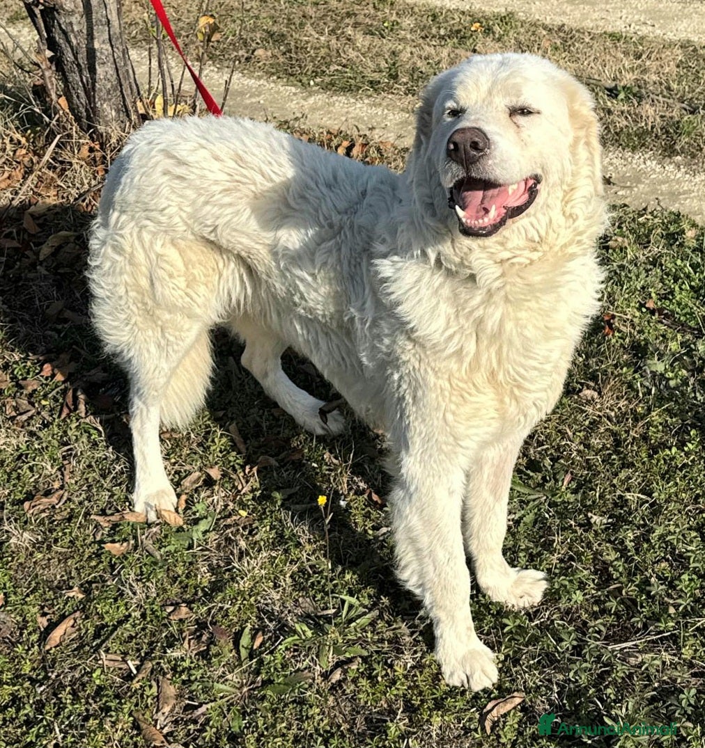 Pastore Maremmano cani Travis 1 anno taglia grande  - Annuncio 2