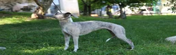 Whippet cani in vendita: Cucciolo maschio - Annuncio 5