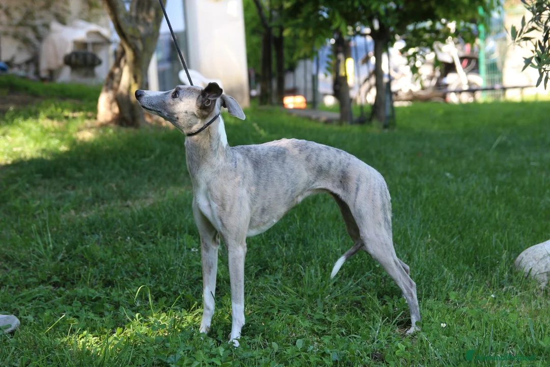Whippet cani in vendita: Cucciolo maschio - Annuncio 5