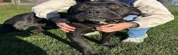 Bullmastiff cani in regalo: George, meraviglioso Pitt Bull Mastiff - Annuncio 3