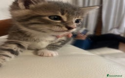 Altre razze gatti in regalo: Pepe maschio - Annuncio 2