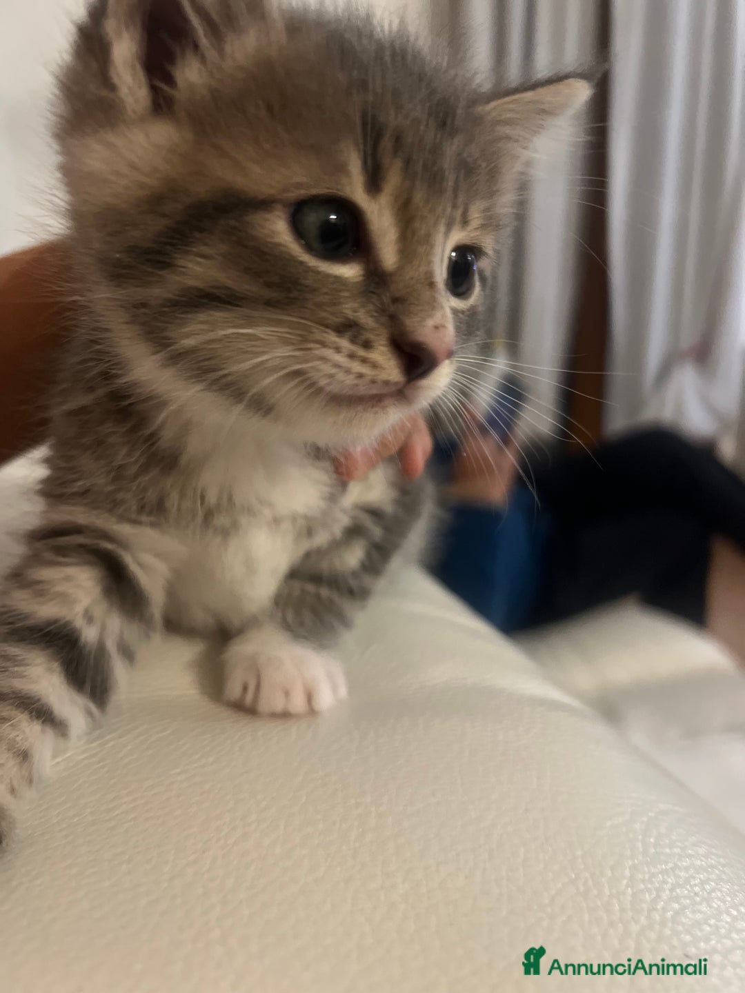 Altre razze gatti in regalo: Pepe maschio - Annuncio 2