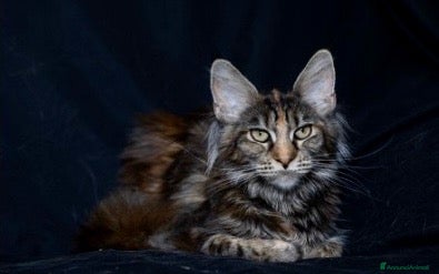 Maine Coon gatti Maine Coon - Annuncio 5