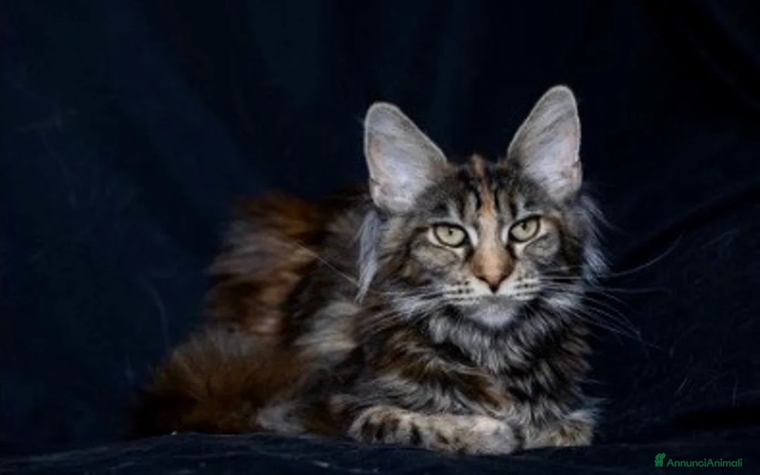 Maine Coon gatti in vendita: Maine Coon - Annuncio 1