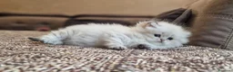 British gatti in vendita: PEDIGREE DA RIPRODUZIONE BRITISH LONGHAIR POINT  - Annuncio 8