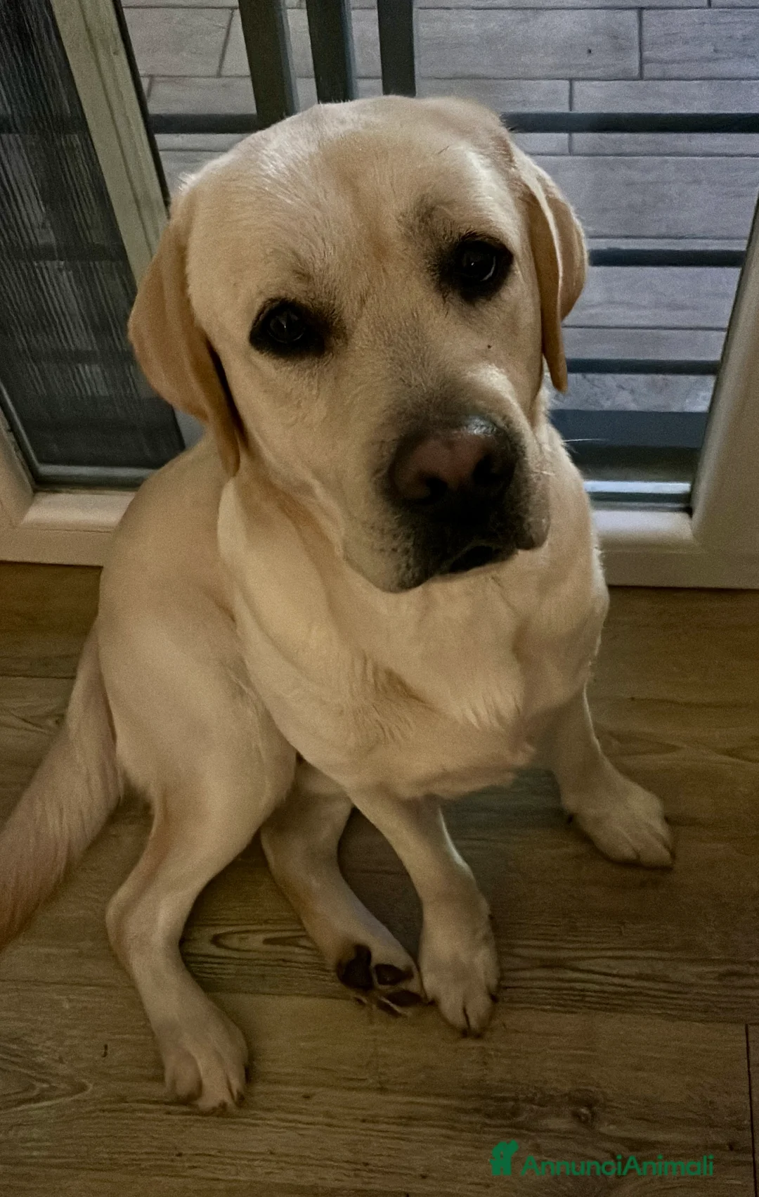 Labrador cani per accoppiamento: Labrador Maschio per monta - Annuncio 6