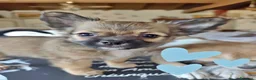 Chihuahua cani in vendita: Splendidi chihuahua fulvi genitori sani e italiani - Annuncio 3