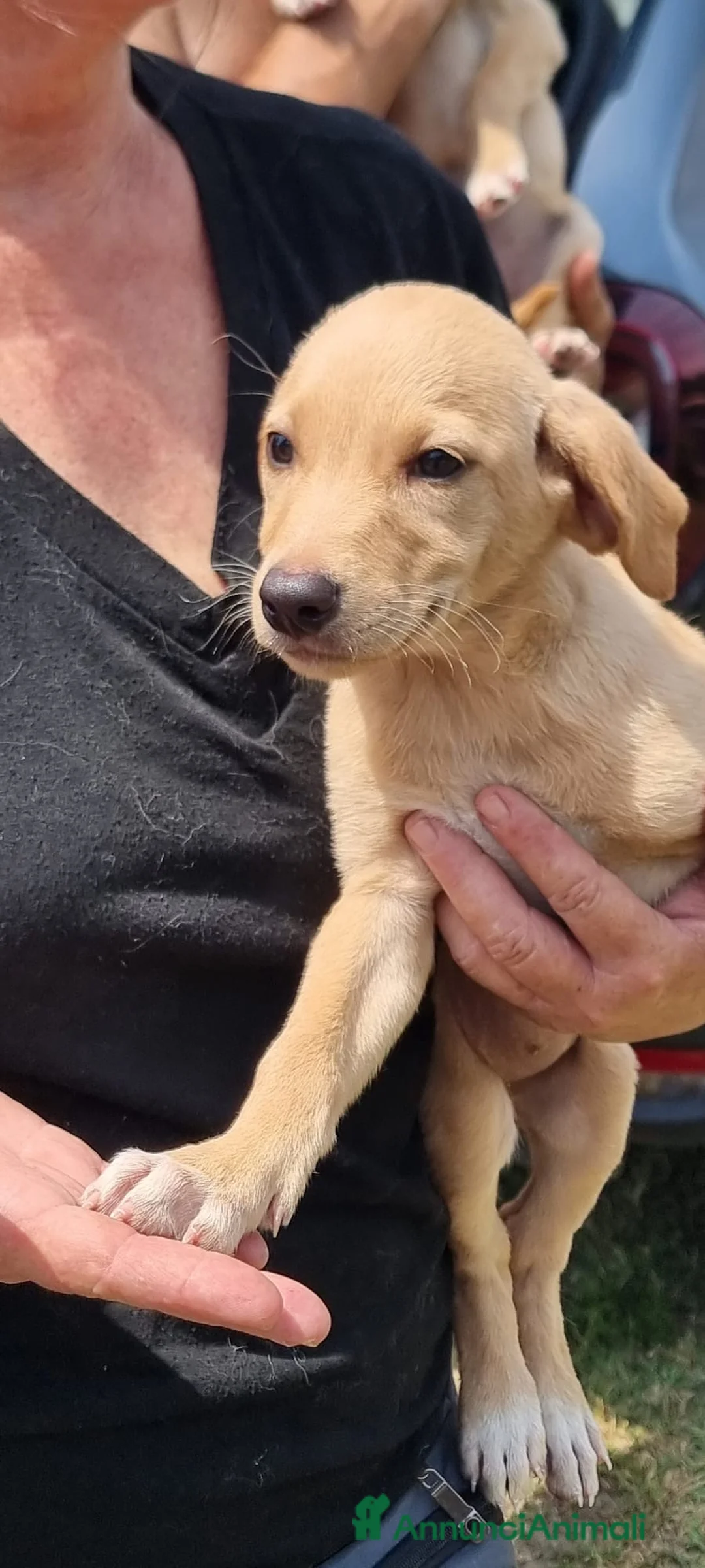 Meticcio cani in regalo: BUDINO 💙 - dolcissimo mix Labrador cerca casa - Annuncio 2