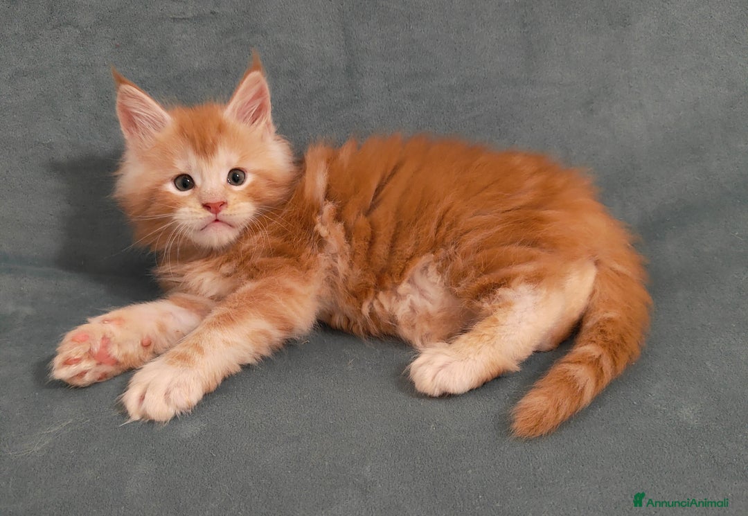 Maine Coon gatti in vendita: Cuccioli di Maine coon - Annuncio 3