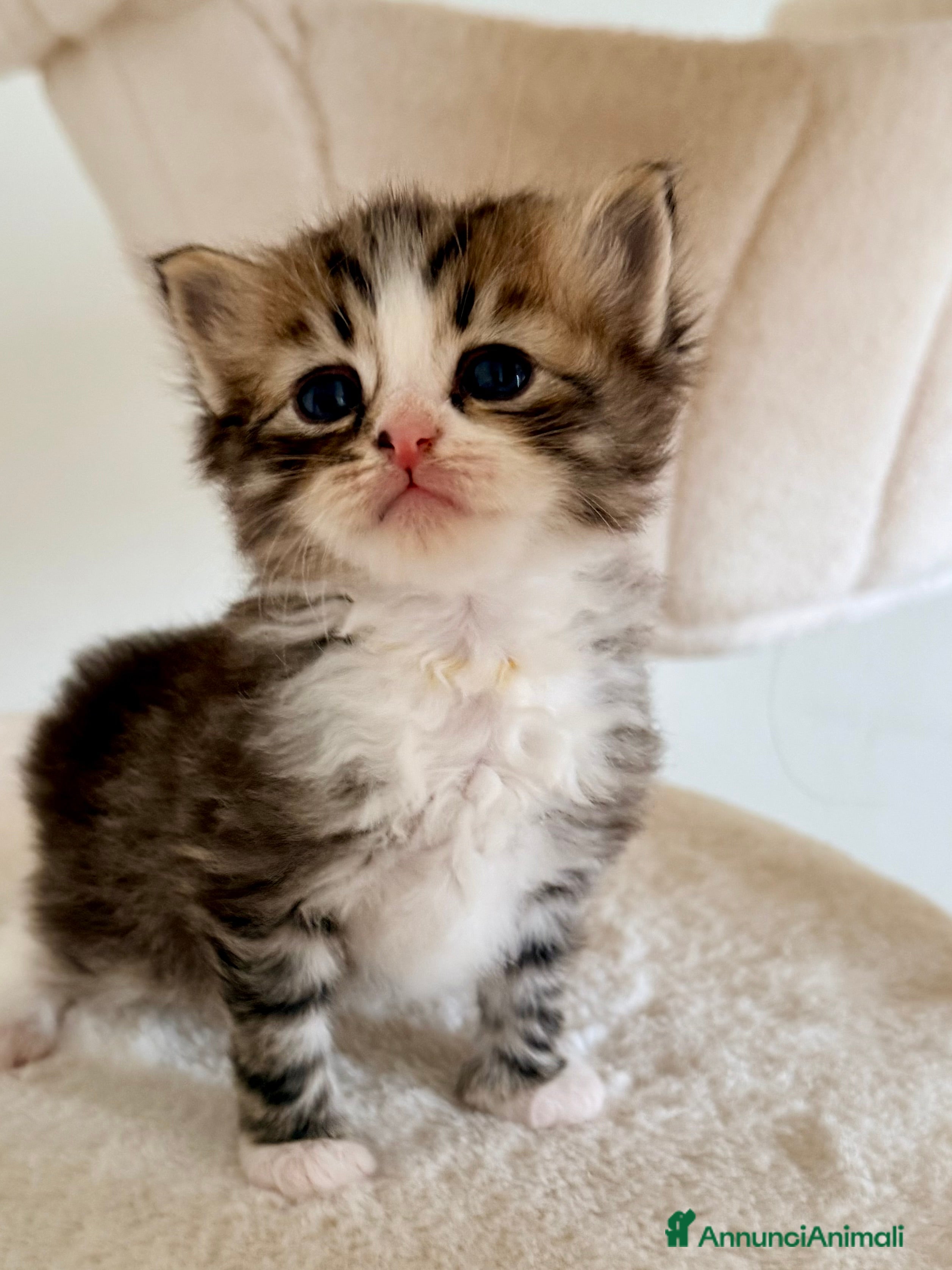 Siberiano gatti Gattini siberiani e Neva masquerade - Annuncio 2