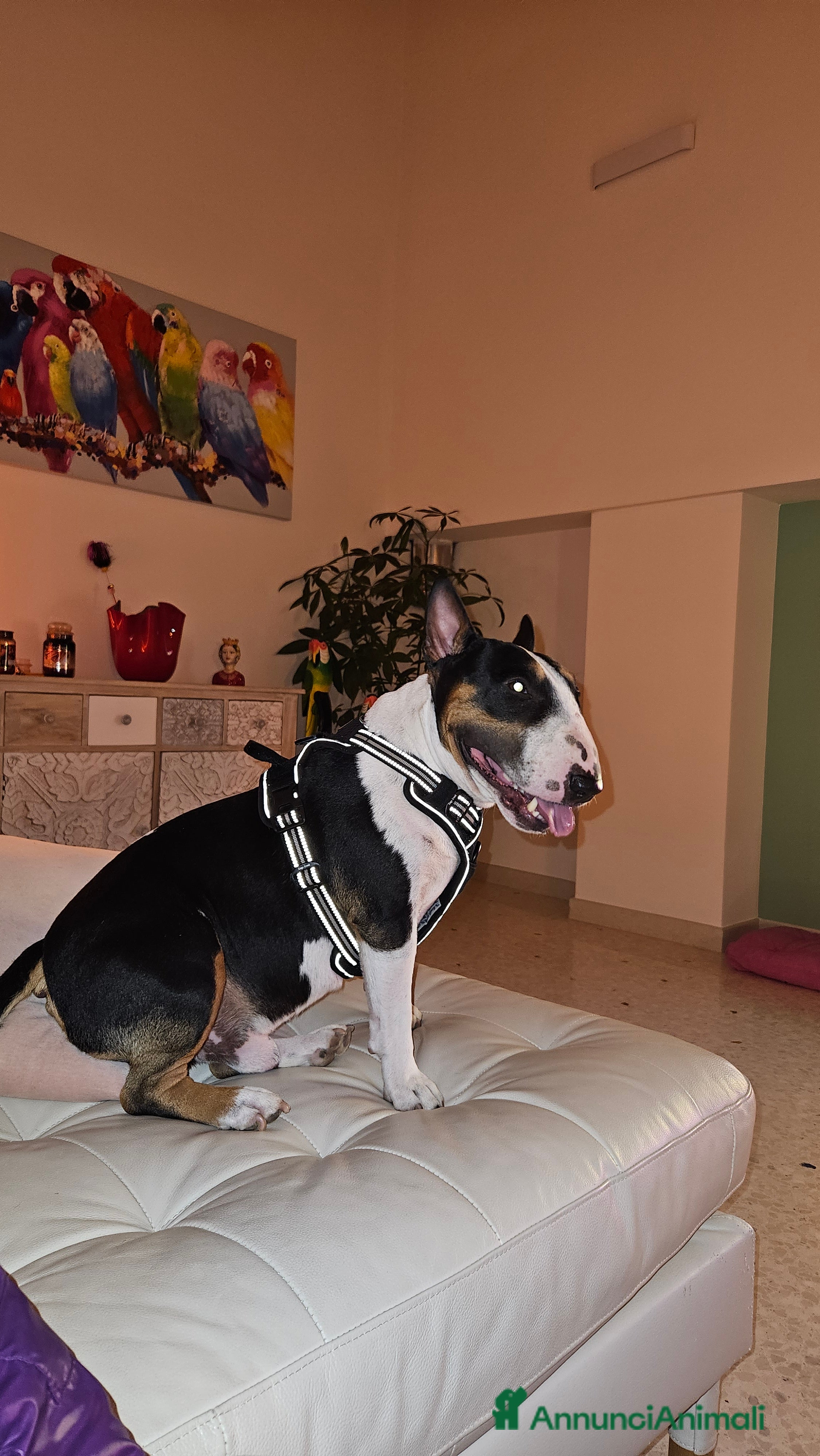 Bull Terrier Mini cani Maschio Bull terrier miniature tricolor per monta - Annuncio 1